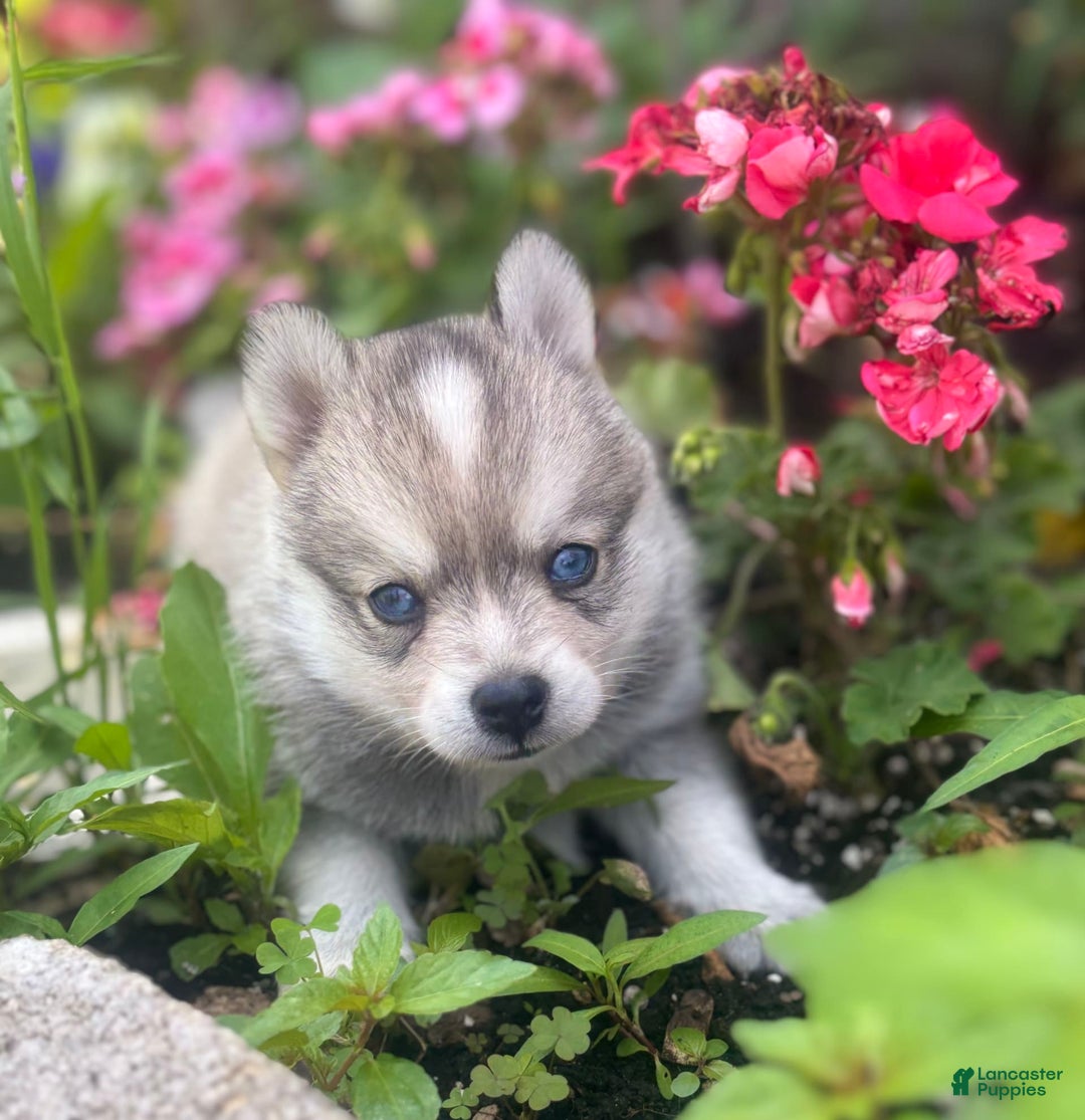 Pomsky dogs for sale: Duke - Image 3