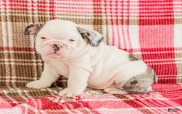 English Bulldog dogs for sale: Marley - Image 4