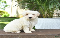 Maltipoo dogs for sale: Rascal - Image 1