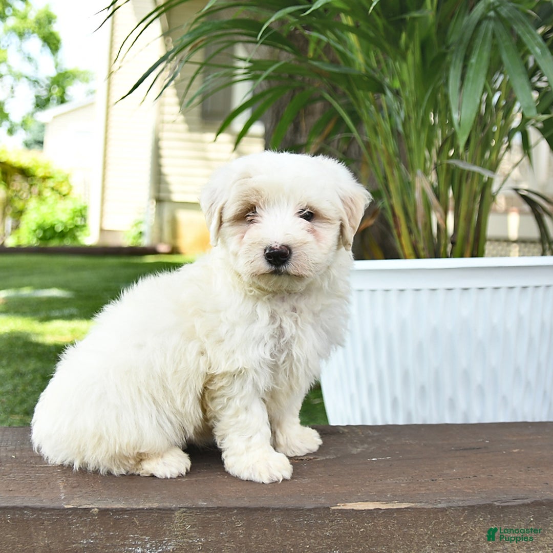 Maltipoo dogs for sale: Rascal - Image 1