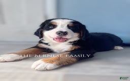 Bernese Mountain Dog dogs for sale: Female Big Blaze - Image 3