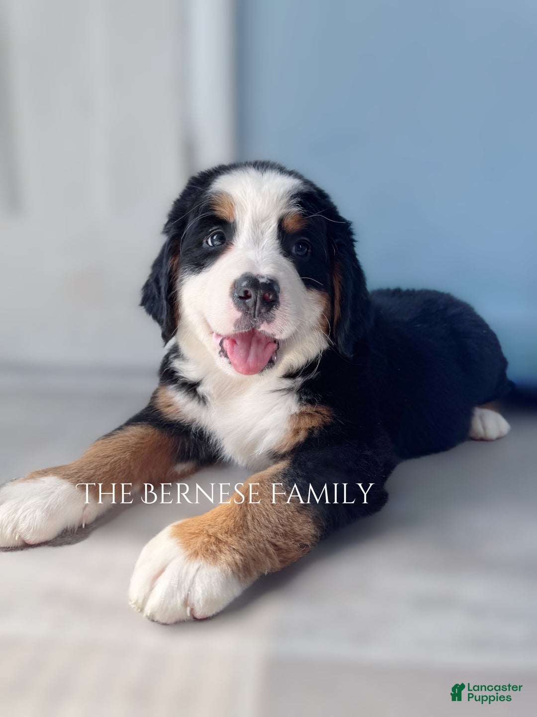 Bernese Mountain Dog dogs for sale: Female Big Blaze - Image 3