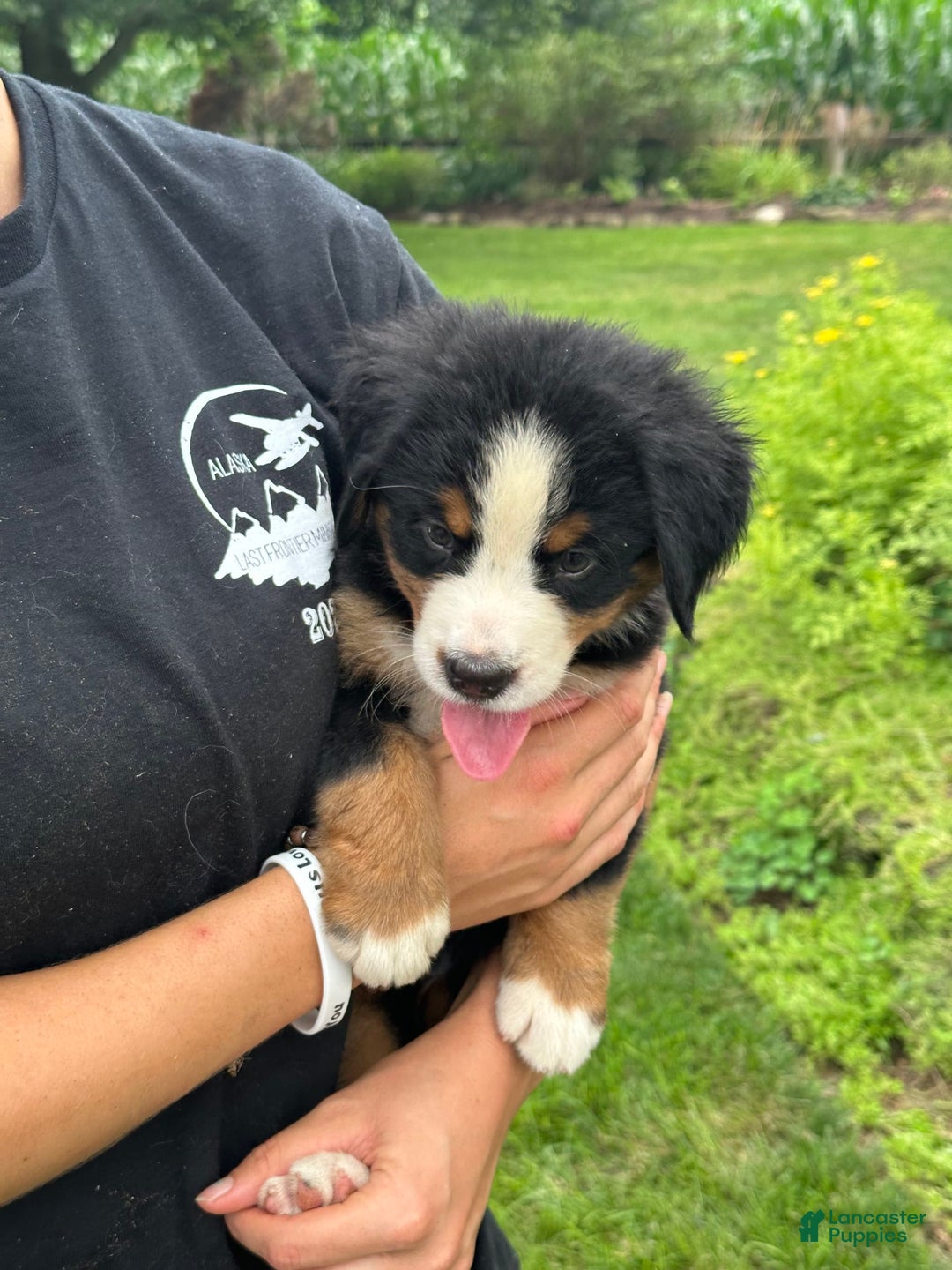 Bernese Mountain Dog dogs for sale: Kaylie - Image 6