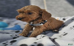 Cockapoo dogs for sale: Sam - Image 1