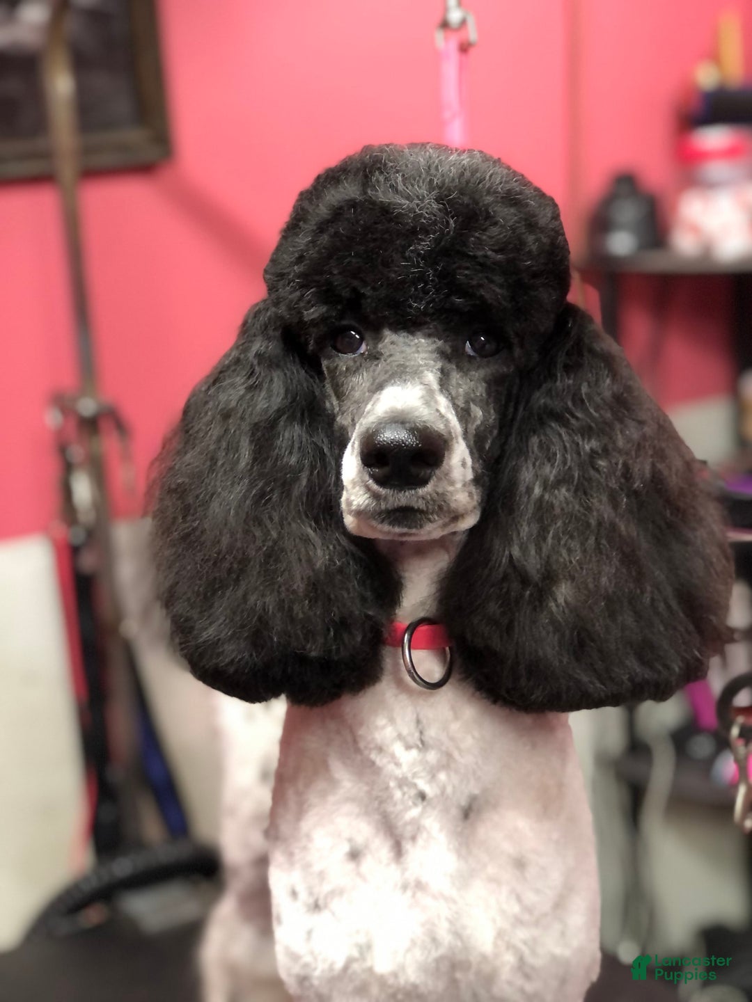 Standard Poodle dogs for sale: Dior - Image 5