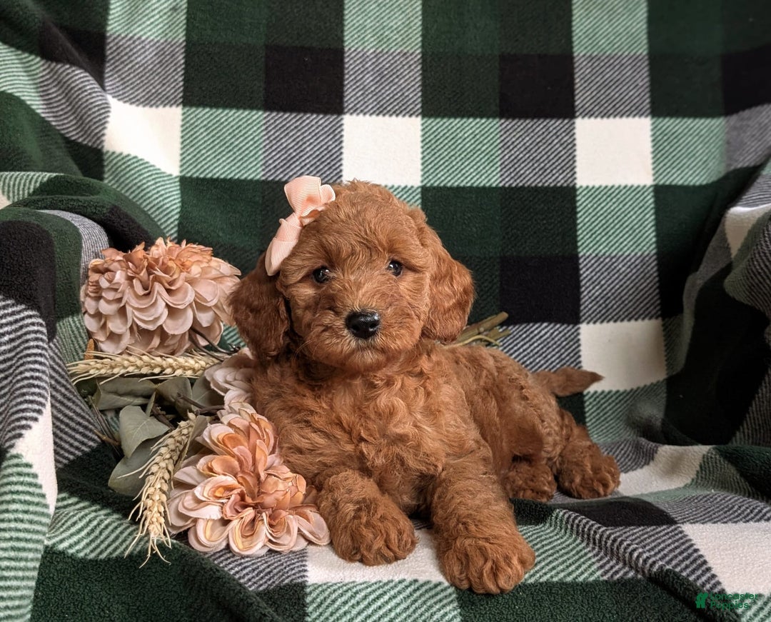  dogs for sale: Mini Goldendoodle 4 puppies - Image 14
