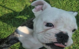 English Bulldog dogs for sale: Elininor - Image 7