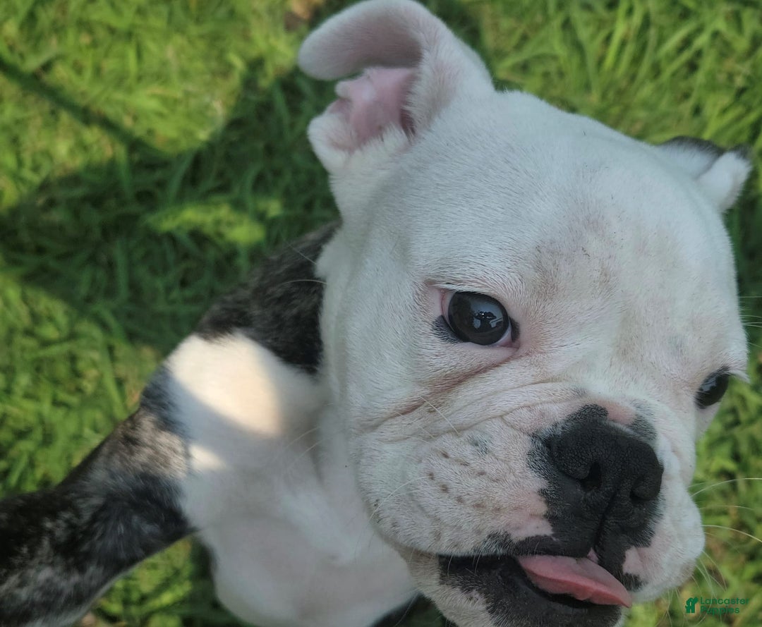 English Bulldog dogs for sale: Elininor - Image 7