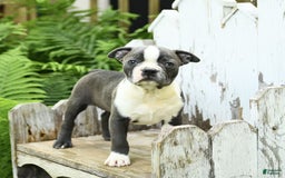 Boston Terrier dogs for sale: Kolby - Image 1
