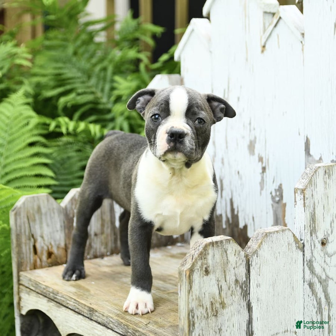 Boston Terrier dogs for sale: Kolby - Image 1