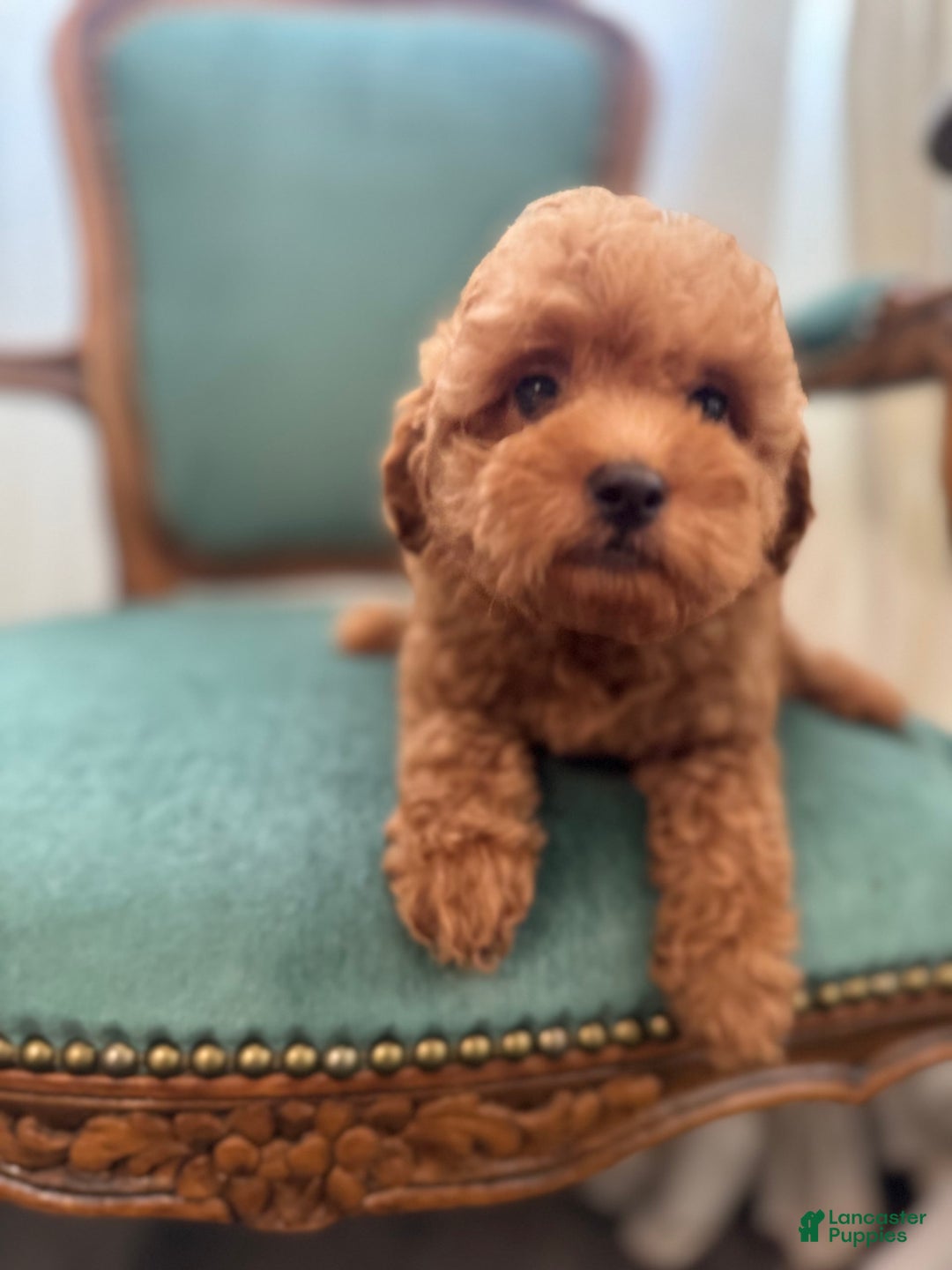 Maltipoo dogs for sale: Denver - Image 4