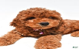 Cockapoo dogs for sale: Liza - Image 1