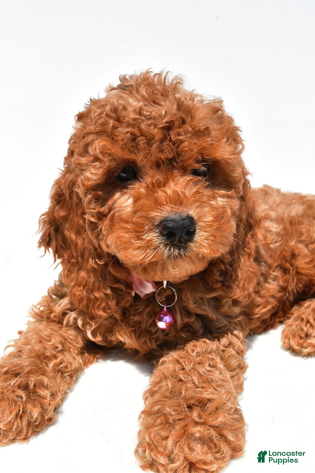 Cockapoo dogs for sale: Liza - Image 1