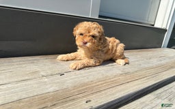 Toy Poodle dogs for sale: Nala - Image 2