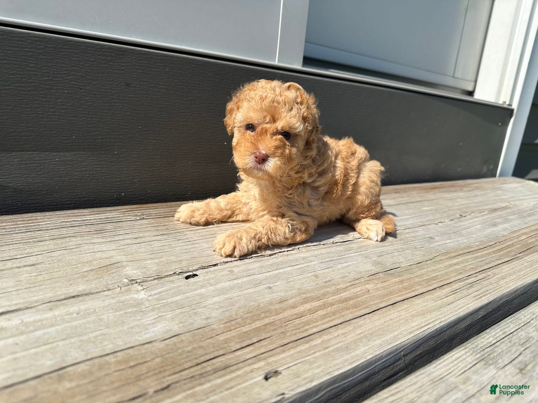 Toy Poodle dogs for sale: Nala - Image 2