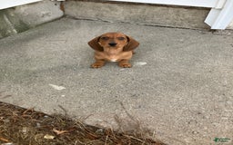 Miniature Dachshund dogs for sale: George - Image 4