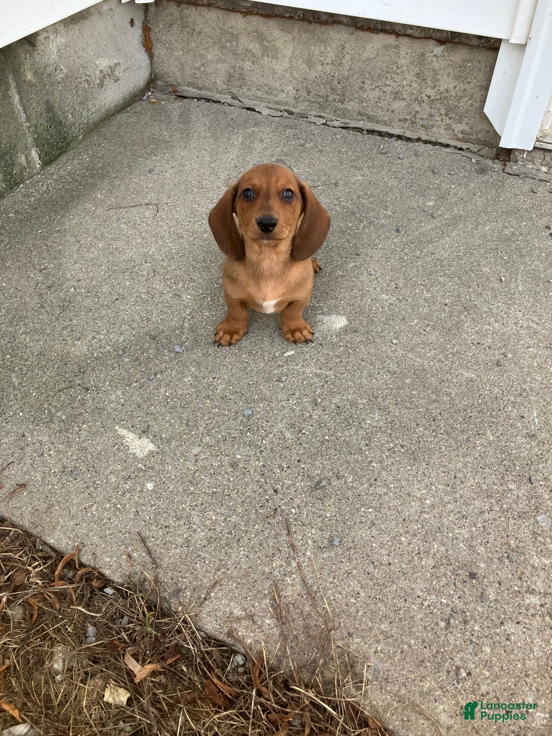 Miniature Dachshund dogs for sale: George - Image 4