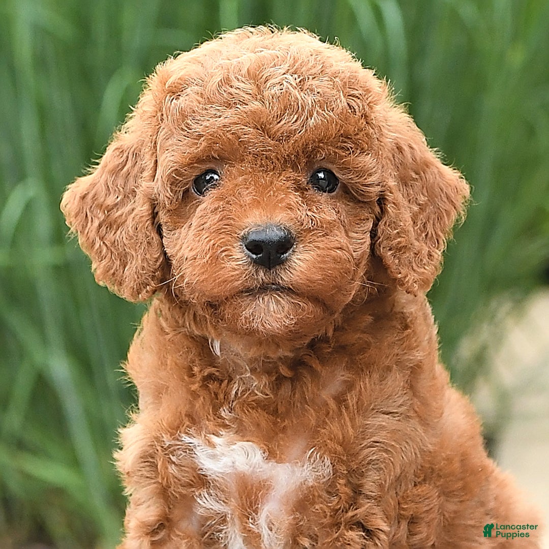 Toy Poodle dogs for sale: Lilac - Image 4