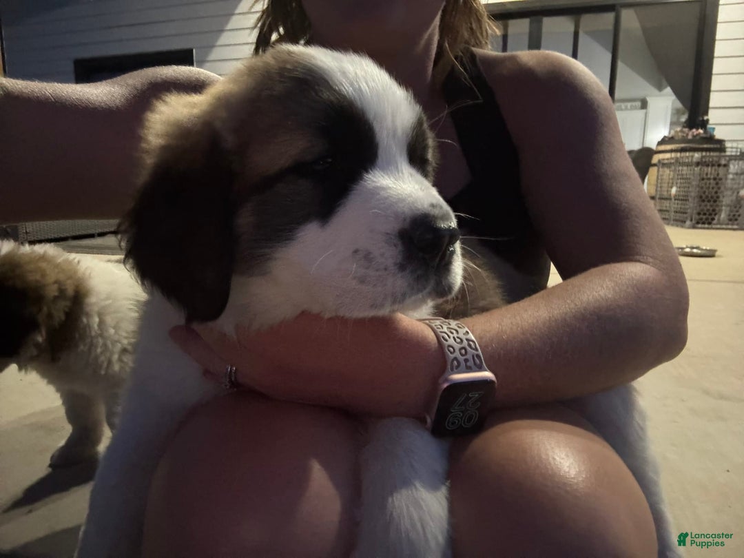Saint Bernard dogs for sale: Jane Doe2 - Image 1