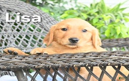 Golden Retriever dogs for sale: Lisa - Image 3