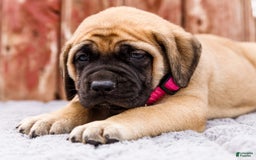 English Mastiff dogs for sale: Hadley - Image 19