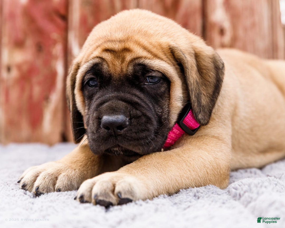 English Mastiff dogs for sale: Hadley - Image 19