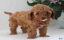 Cavapoo dogs for sale: Clover - Image 4