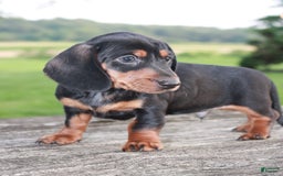Miniature Dachshund dogs for sale: Chief - Image 2