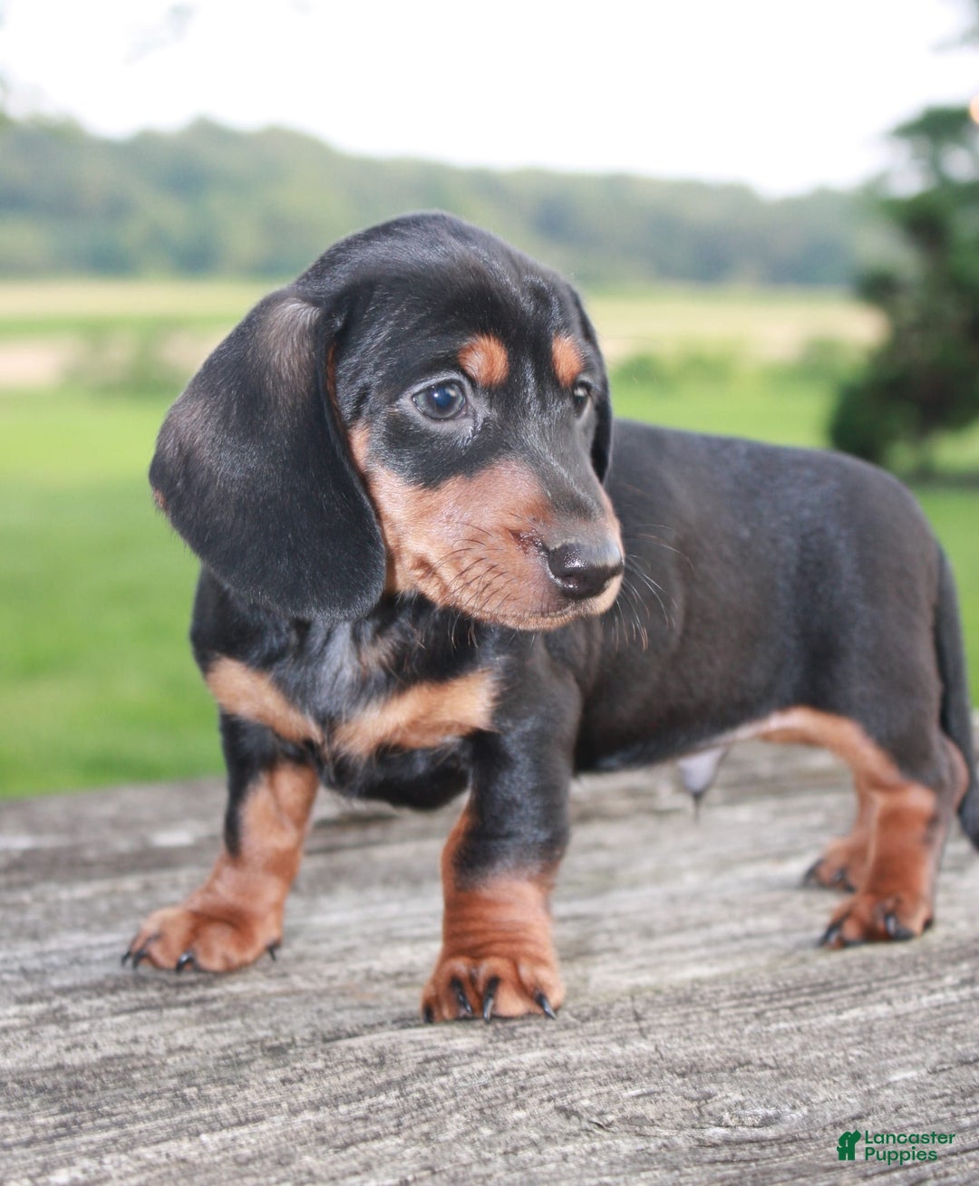Miniature Dachshund dogs for sale: Chief - Image 2