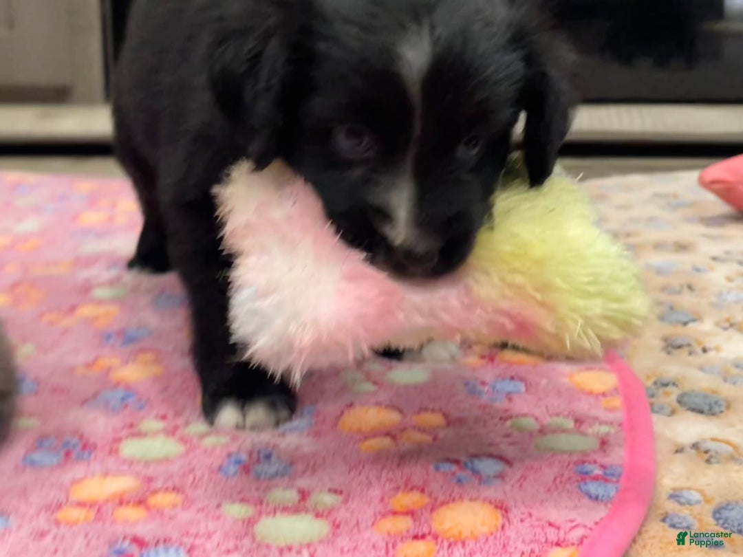 Miniature Australian Shepherd dogs for sale: Princess Jasmine - Image 4