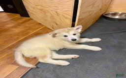 Alaskan Malamute dogs for sale: Acadia - Image 3