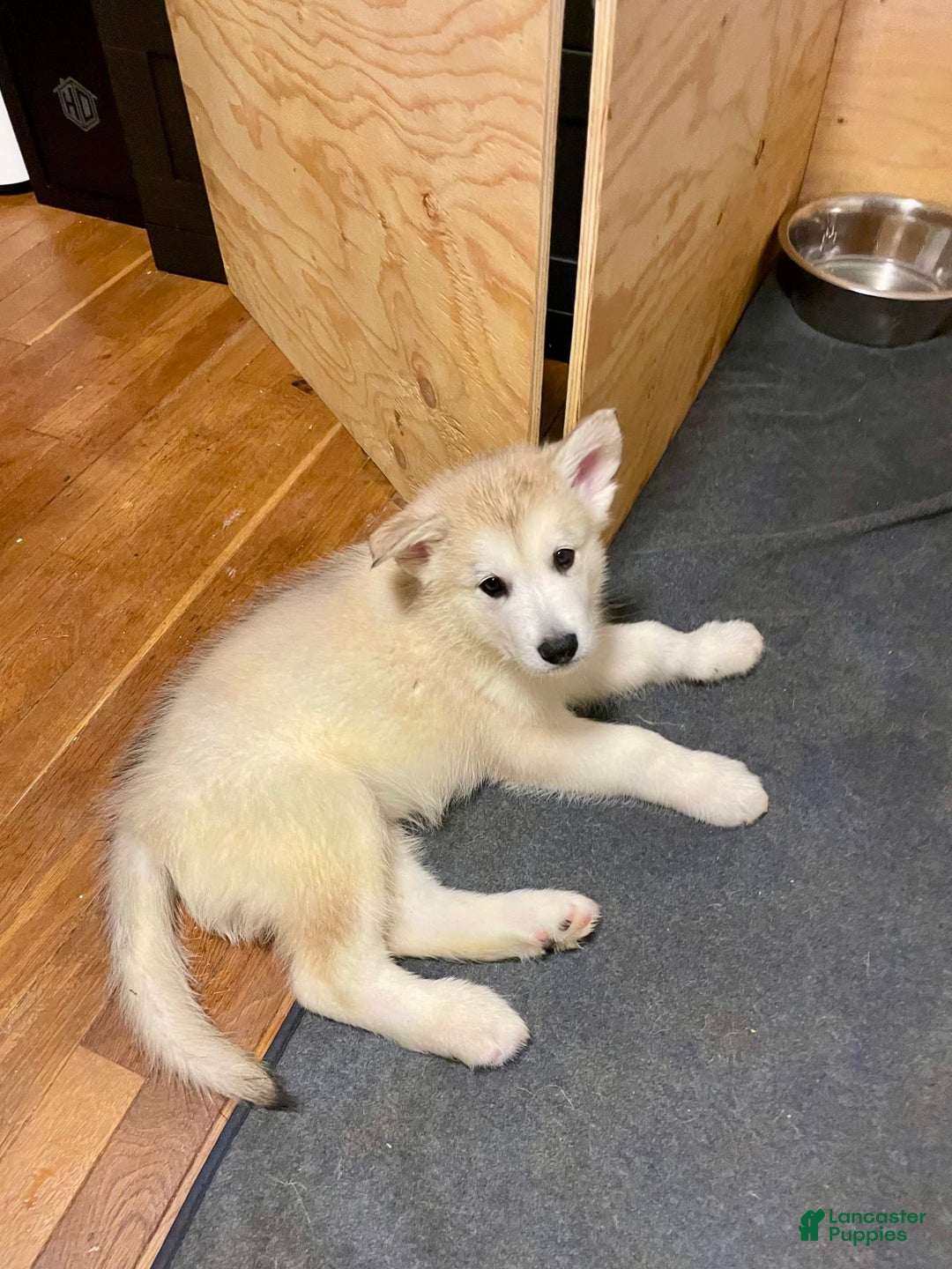 Alaskan Malamute dogs for sale: Acadia - Image 3
