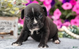 Boxer dogs for sale: Scooter - Image 1