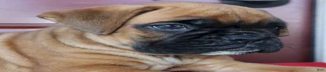 Winston  - Champ Lines