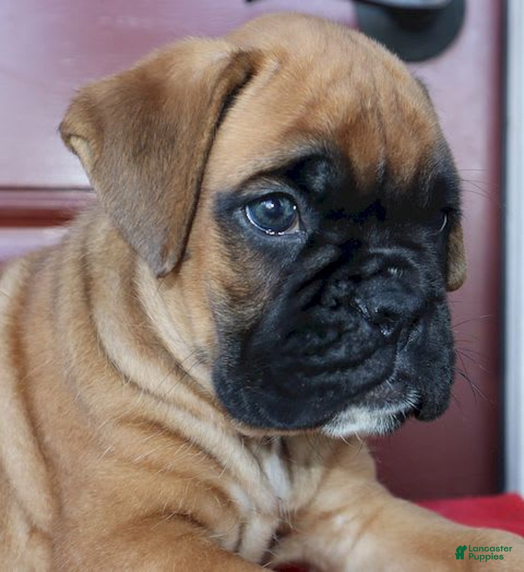 Boxer dogs for sale: Winston  - Champ Lines - Image 1