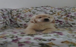 Golden Retriever dogs for sale: Hershey - Image 5