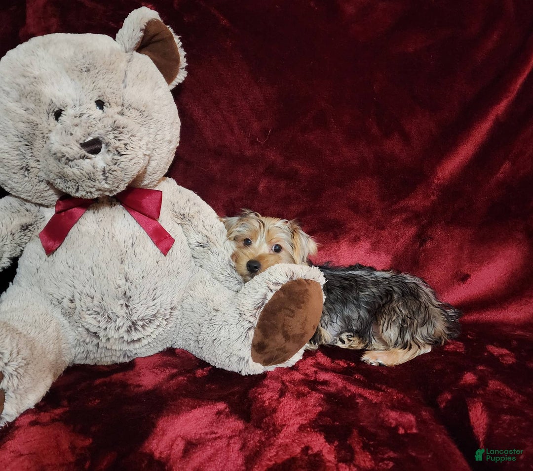 Yorkshire Terrier dogs for sale: LUCA - Image 7