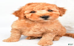 Mini Goldendoodle dogs for sale: Bo - Image 2