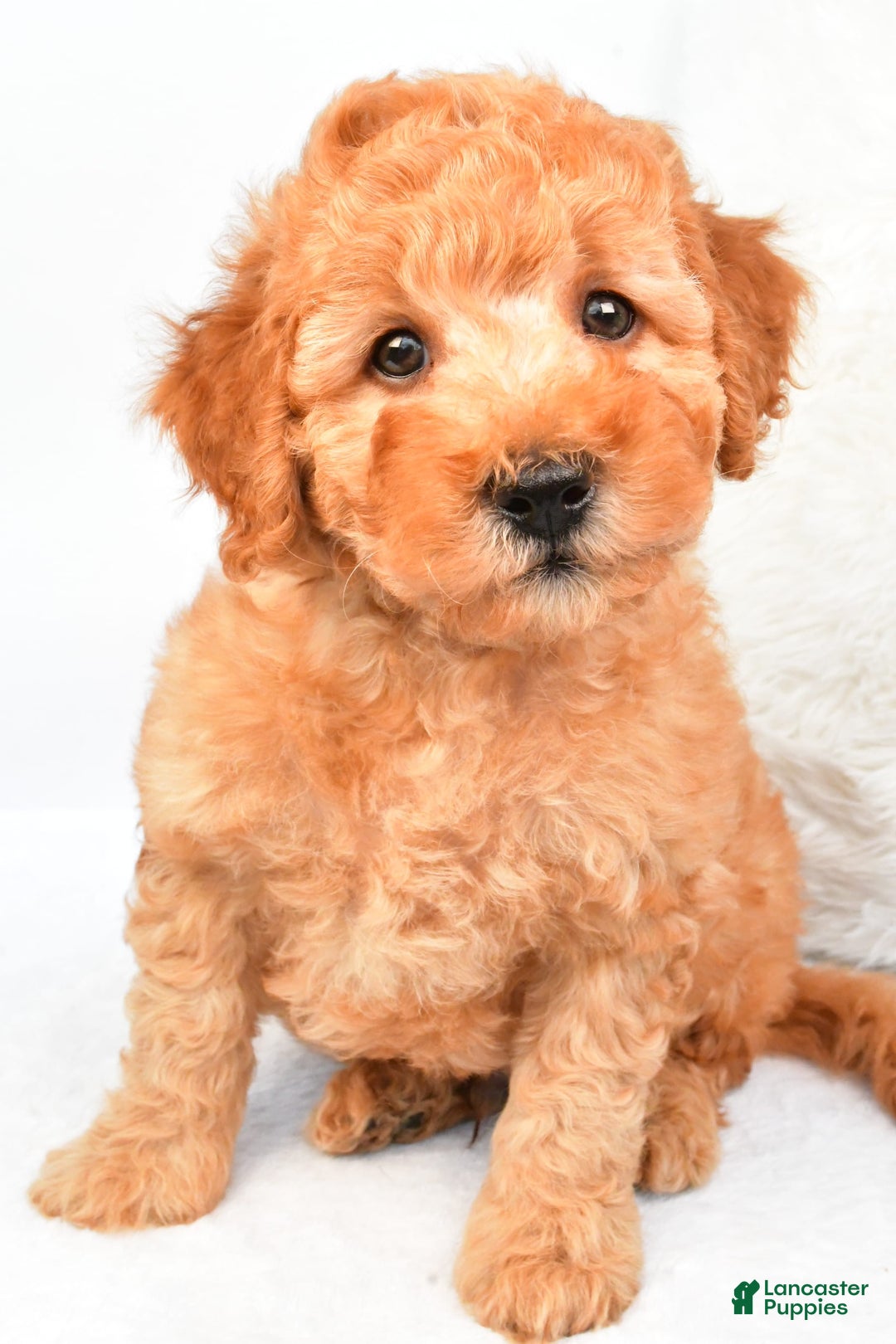 Mini Goldendoodle dogs for sale: Bo - Image 2