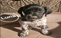 German Shorthaired Pointer dogs for sale: German Shorthaired Pointer 5 puppies - Image 5