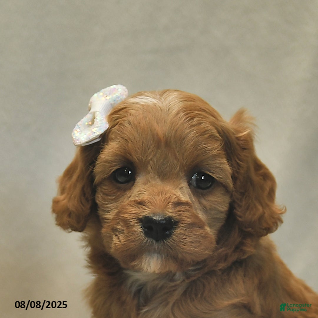 Cavapoo dogs for sale: Daisy - Image 2