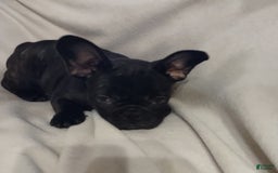 French Bulldog dogs for sale: Puppy 2 - We Leave The Naming To The New Parents - Image 3