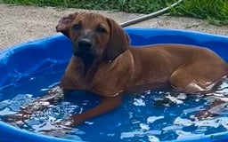 Rhodesian Ridgeback dogs for sale: Black - Image 2