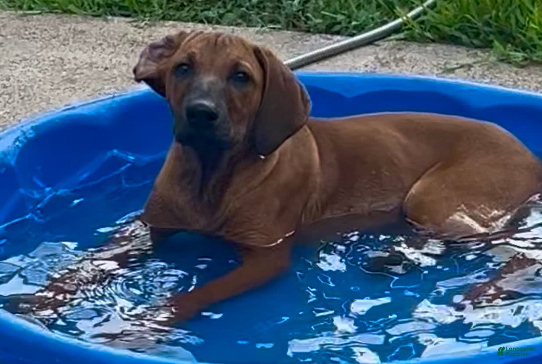 Rhodesian Ridgeback dogs for sale: Black - Image 2