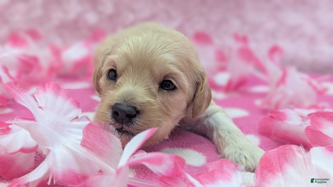 Cockapoo dogs for sale: Magnus - Image 1