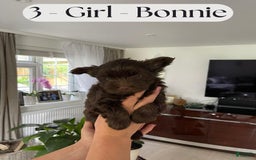 Yorkshire Terrier dogs for sale: Bonnie - Image 3