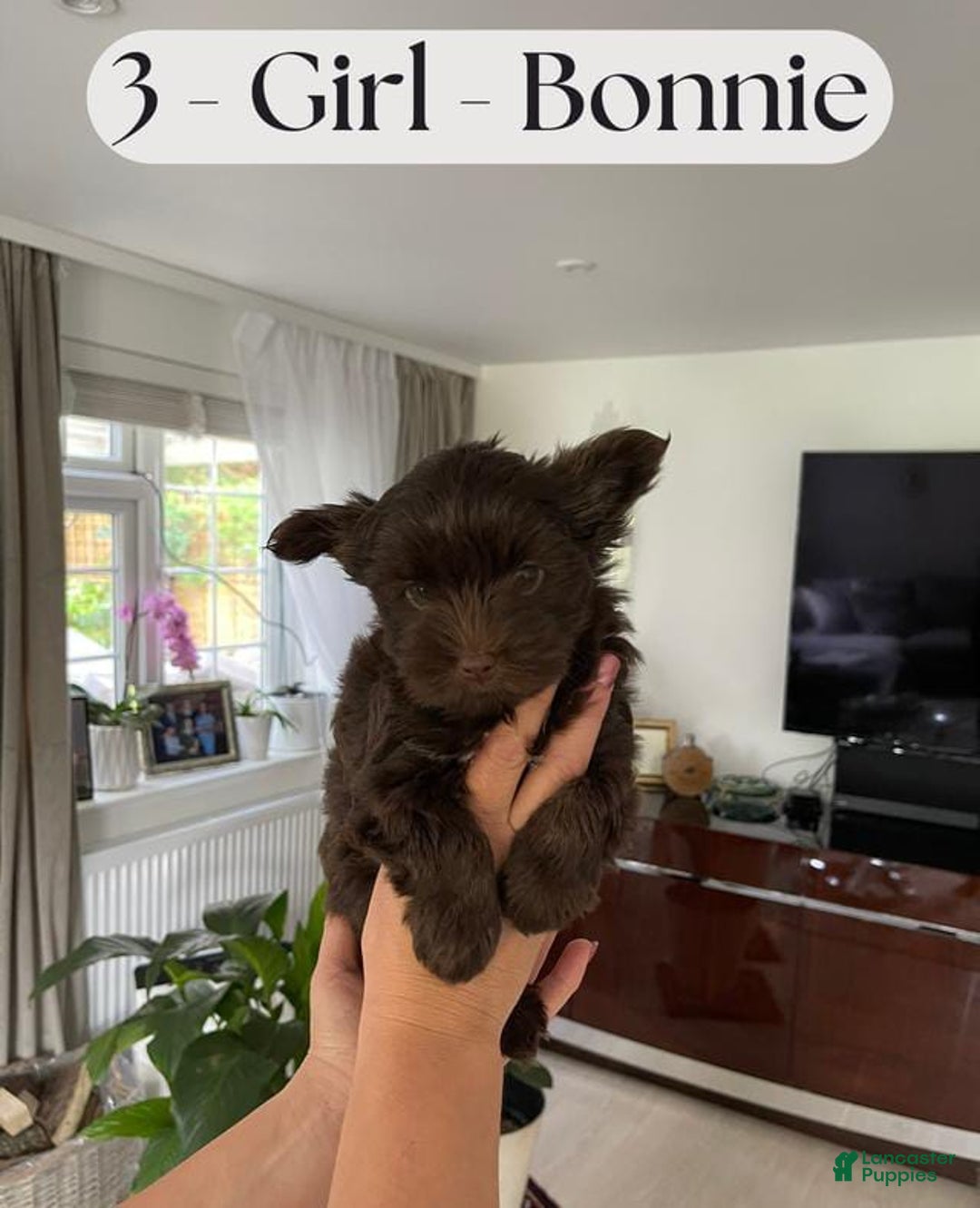 Yorkshire Terrier dogs for sale: Bonnie - Image 3