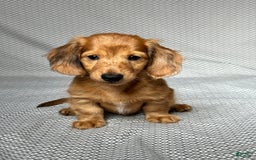 Miniature Dachshund dogs for sale: Parker - Image 1