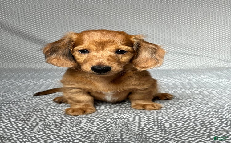 Miniature Dachshund dogs for sale - Ad 3