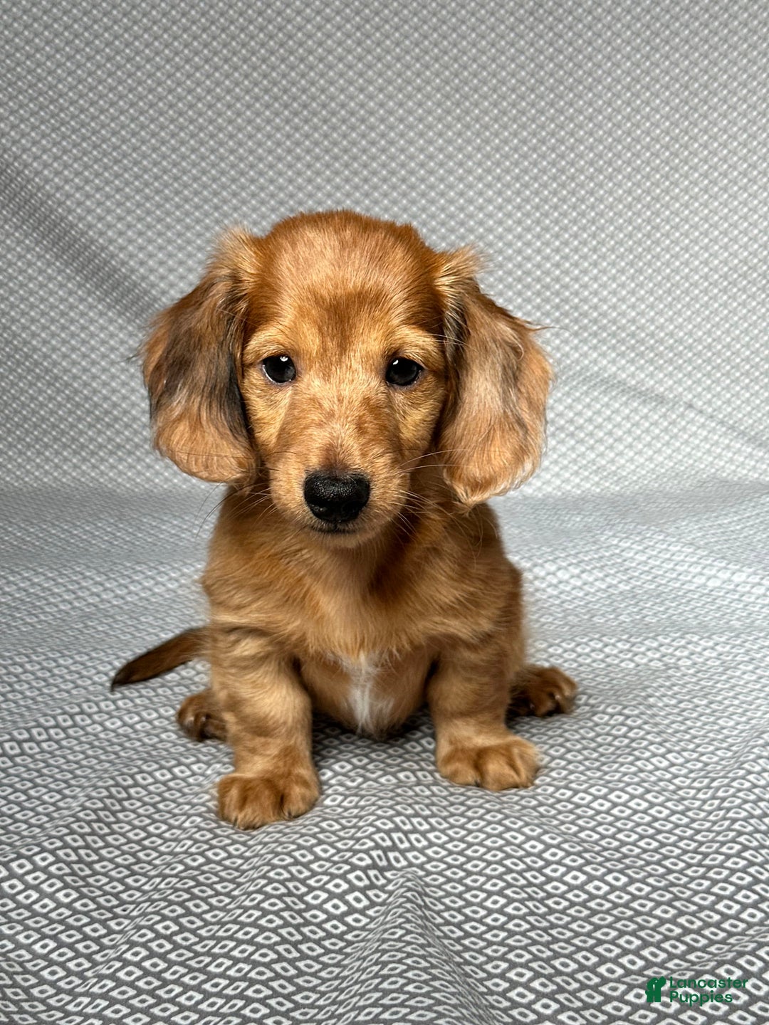 Miniature Dachshund dogs for sale: Parker - Image 1